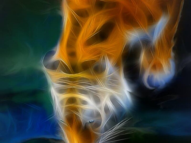 Tiger Head — Orange