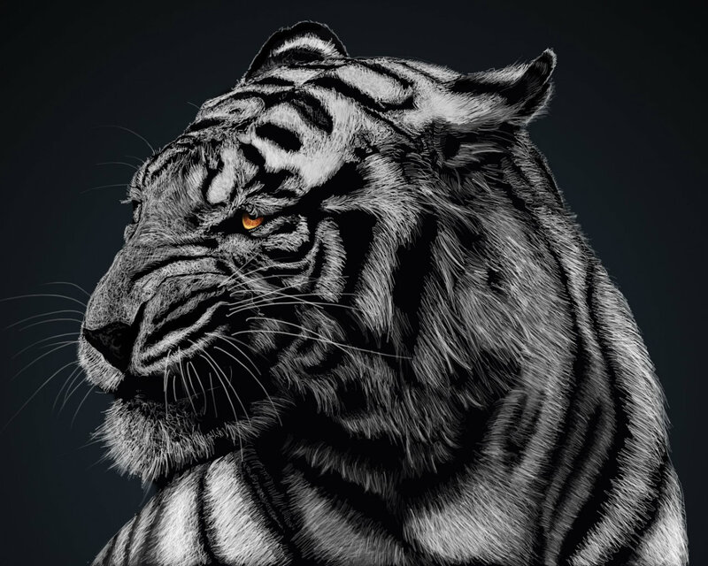 Tiger Head Portrait — Black, Dramatic, Digital Art, Eye, Whiskers