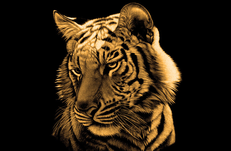 Tiger Head Portrait — Black, Dramatic