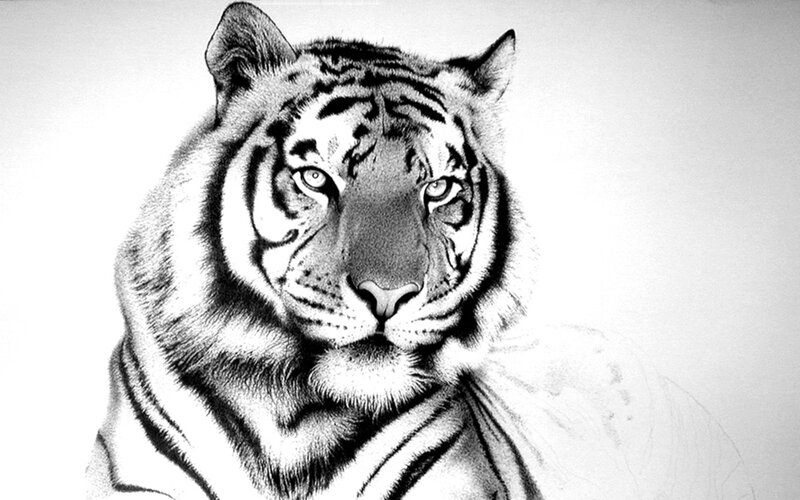 Tiger Head Portrait — Black, Intense, Illustration