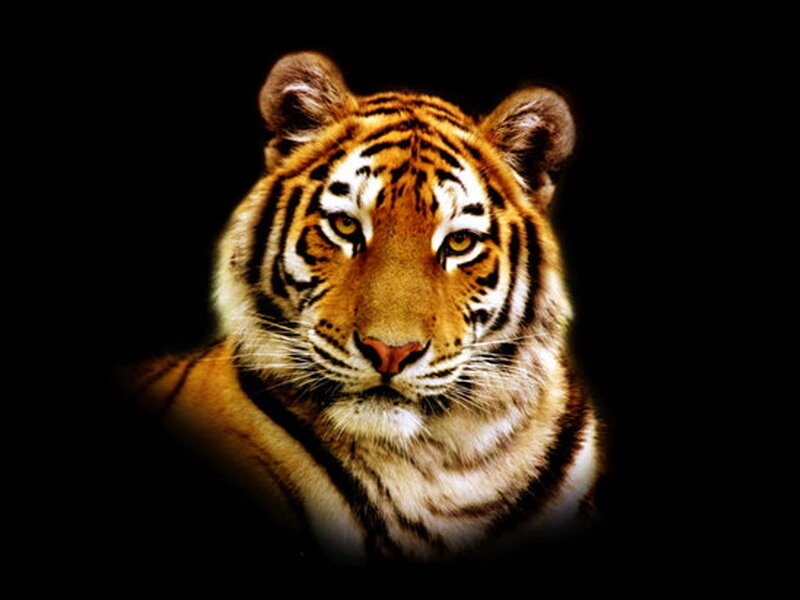Tiger Head Portrait — Black, Intense