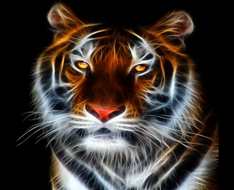 Tiger Head Portrait — Black