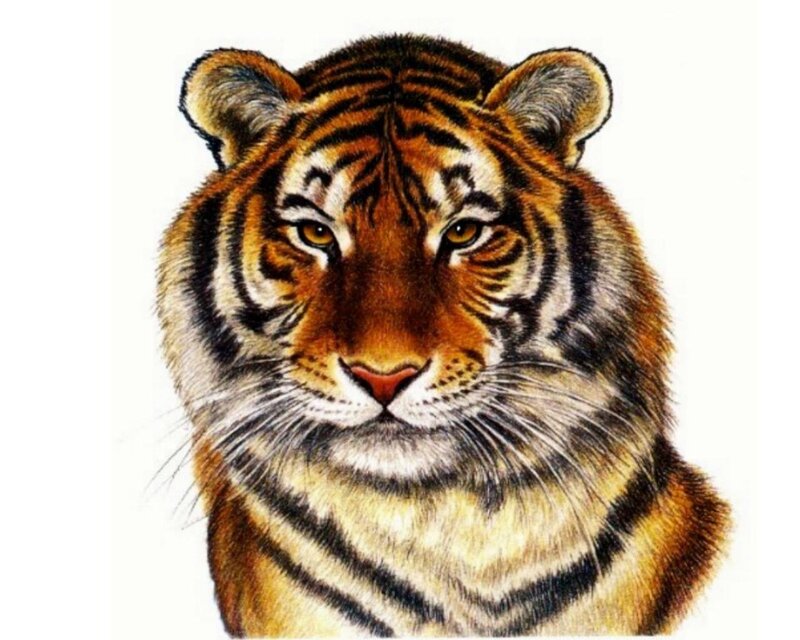 Tiger Head Portrait — Orange, Calm