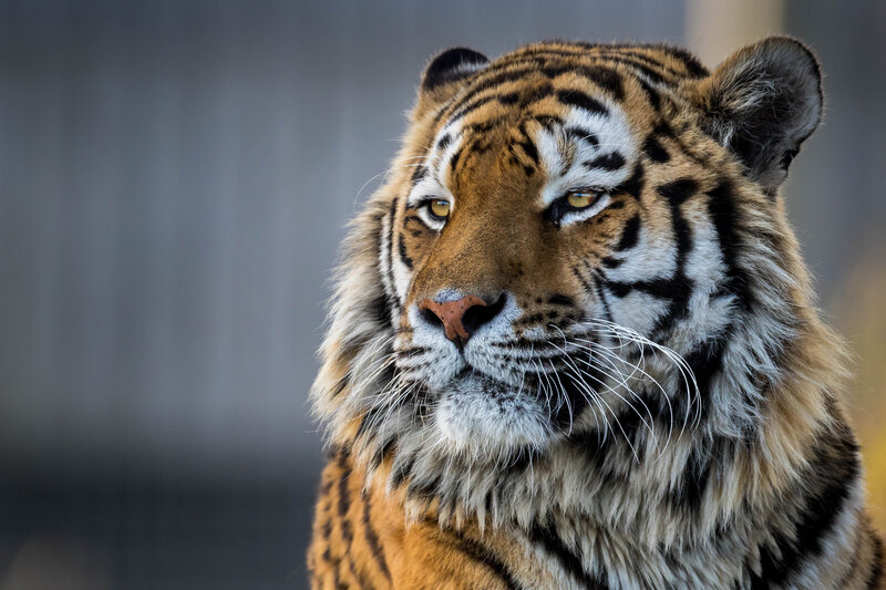 Tiger Head Portrait — Orange, Intense, Photograph
