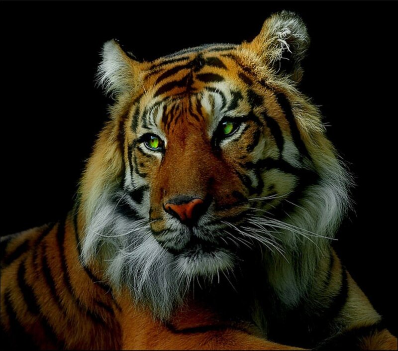 Tiger Head Portrait — Orange, Intense