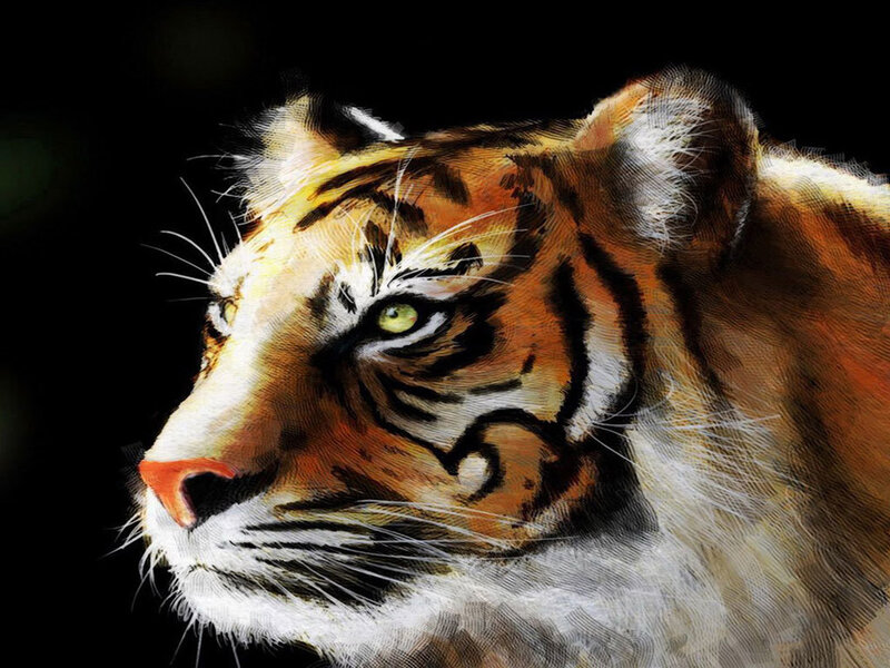 Tiger Head Portrait — Orange