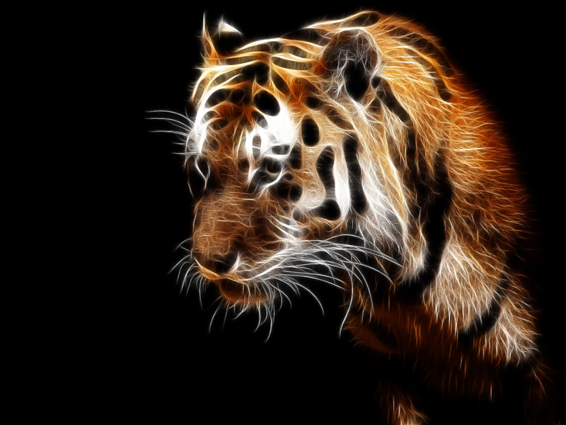 Tiger Head Profile — Black, Dramatic, Digital Art
