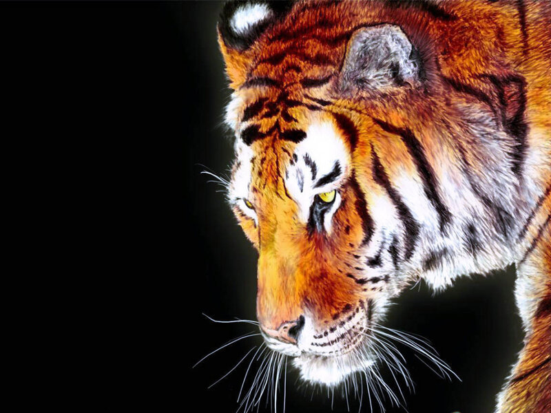 Tiger Head Profile — Orange, Dramatic, Photograph