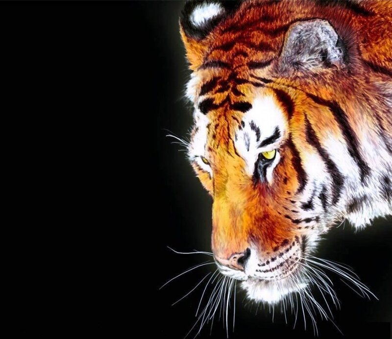 Tiger Head Profile — Orange, Dramatic, Photograph, Whiskers