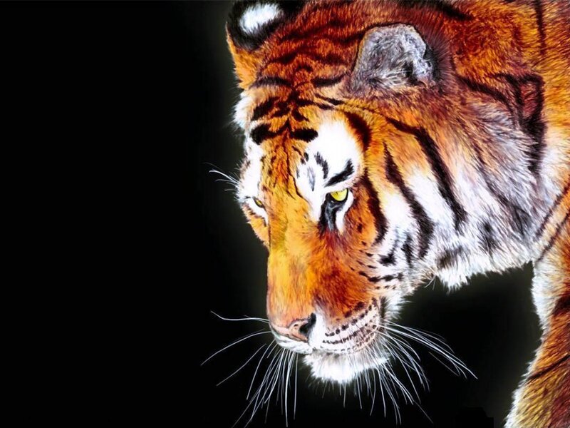 Tiger Head Profile — Orange, Intense