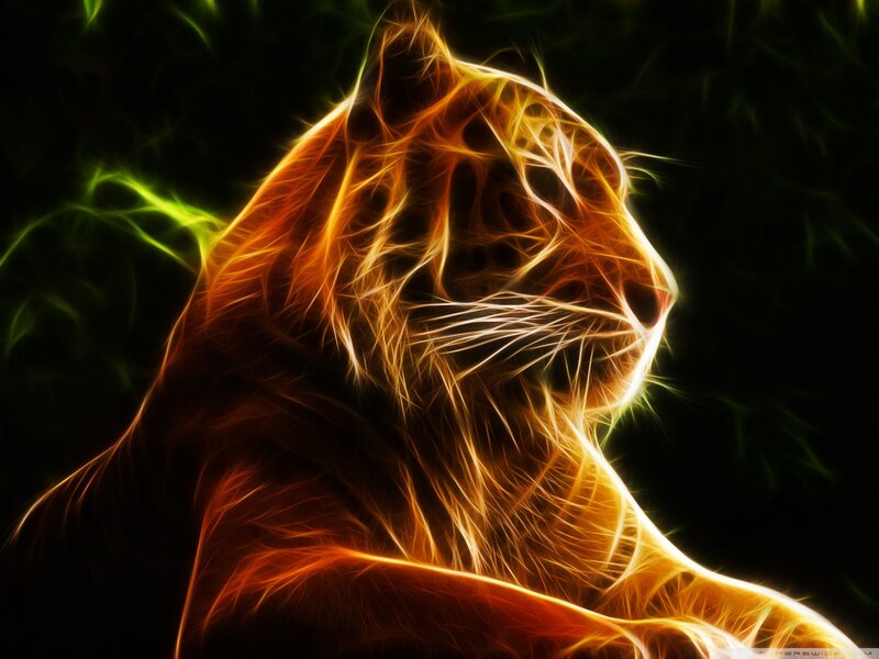 Tiger Head Profile — Orange