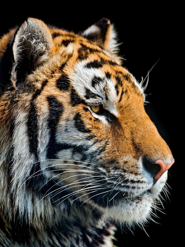tiger head profile