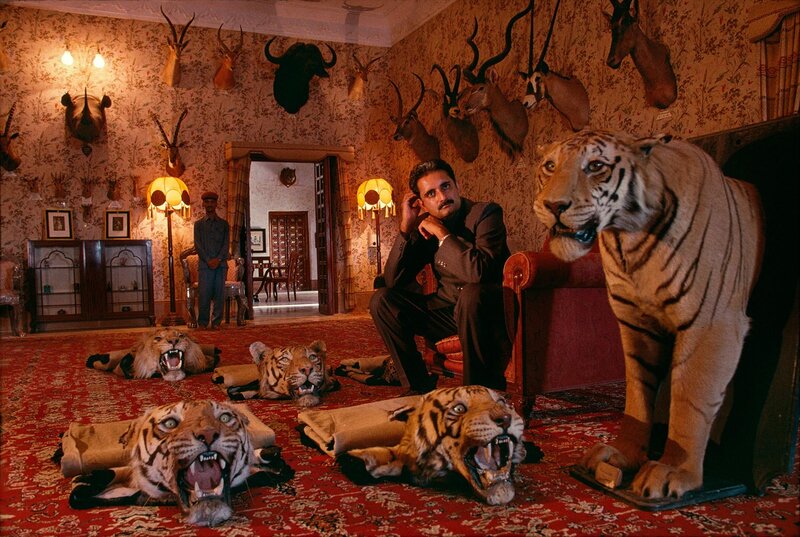 Tiger heads and a hunter