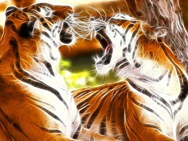 Tiger Heads Facing Each Other