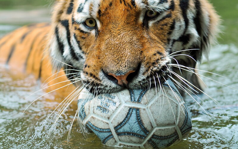 Tiger Holding Soccer Ball
