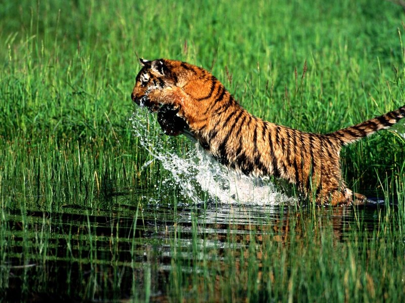 Tiger hunting in a marsh