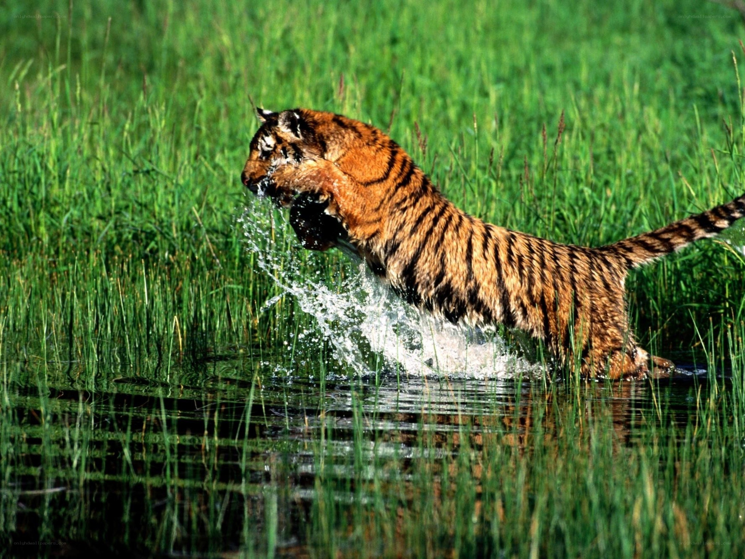 Tiger hunting in a marsh
