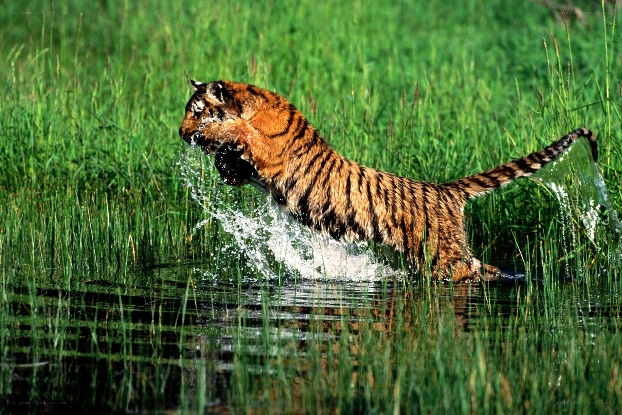 Tiger hunting in a marsh