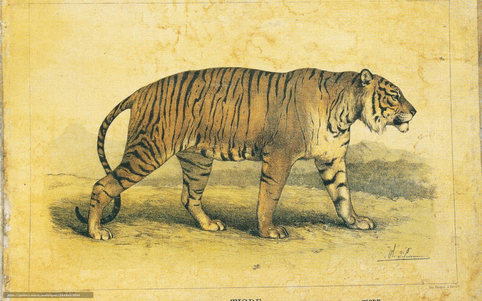 tiger illustration from 1800s