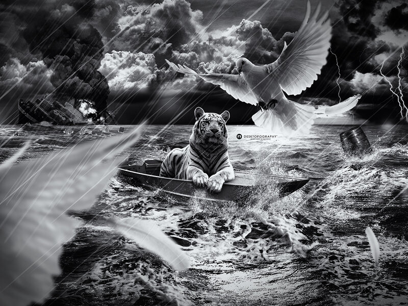 Tiger in a Boat — Black