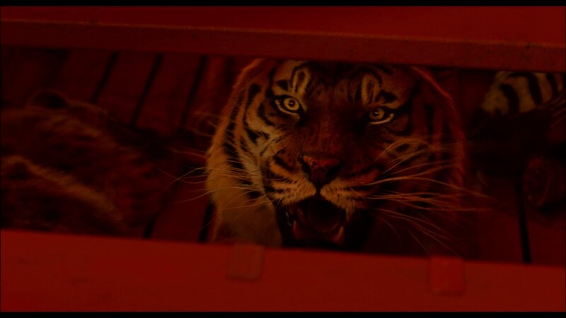 Tiger in a Cage — Red
