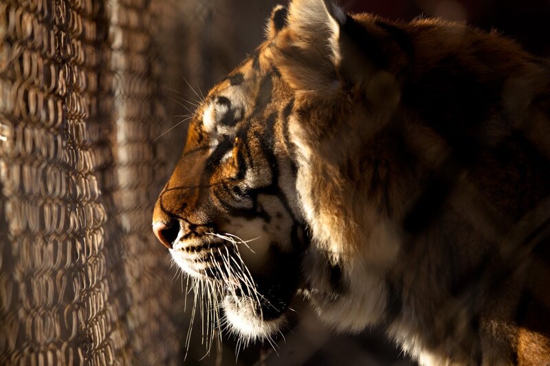 tiger in a cage