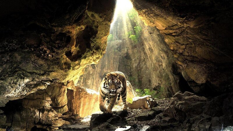 Tiger in a Cave — Brown, Dramatic, Afternoon, Digital Art