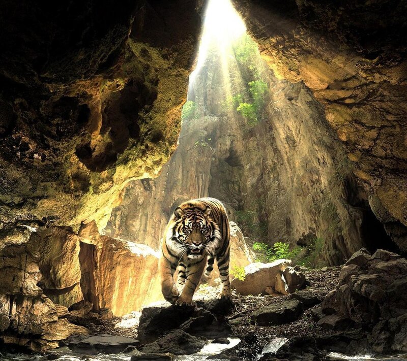 Tiger in a Cave — Brown, Dramatic, Afternoon, Photograph, Sunlight