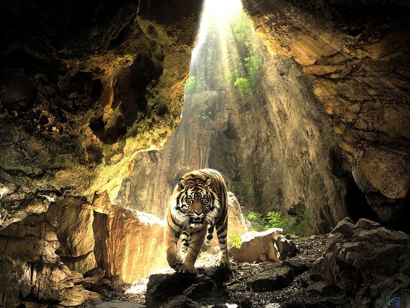 Tiger in a Cave — Brown, Dramatic, Afternoon, Photograph