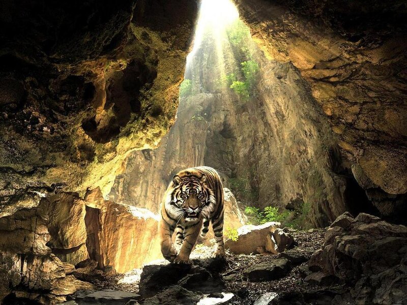 Tiger in a Cave — Brown, Dramatic