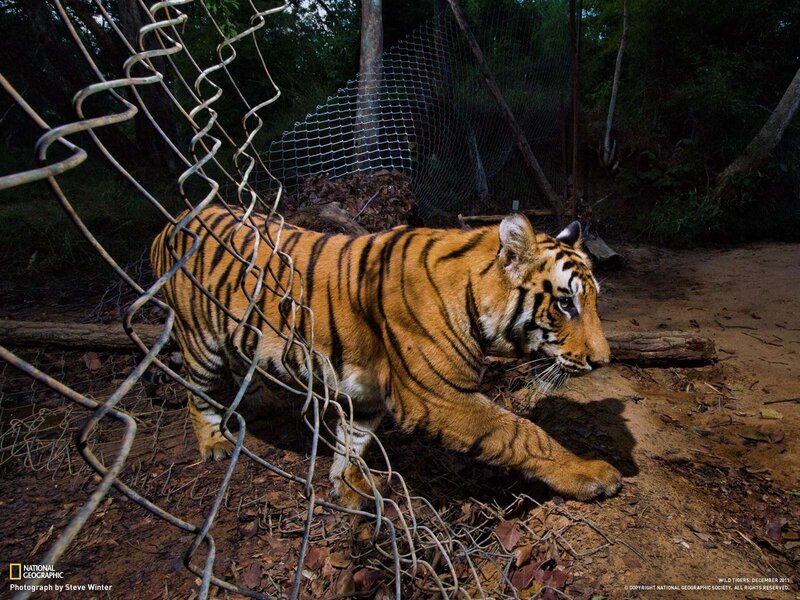 Tiger in a fenced enclosure