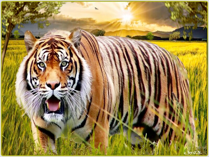 Tiger in a Field — Orange, Dramatic