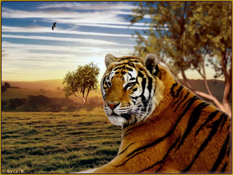 Tiger in a Field — Orange