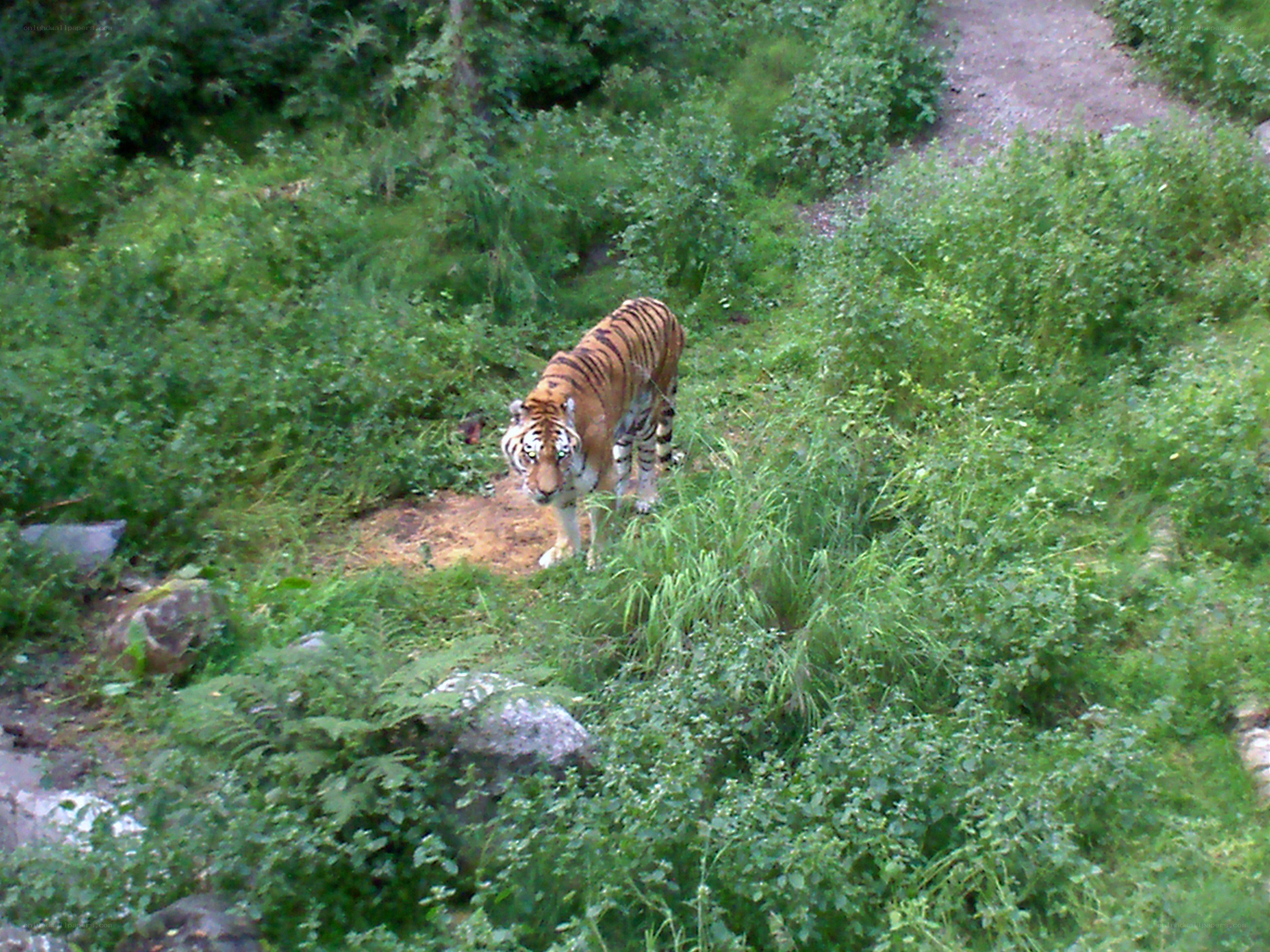 tiger in a forest enclosure