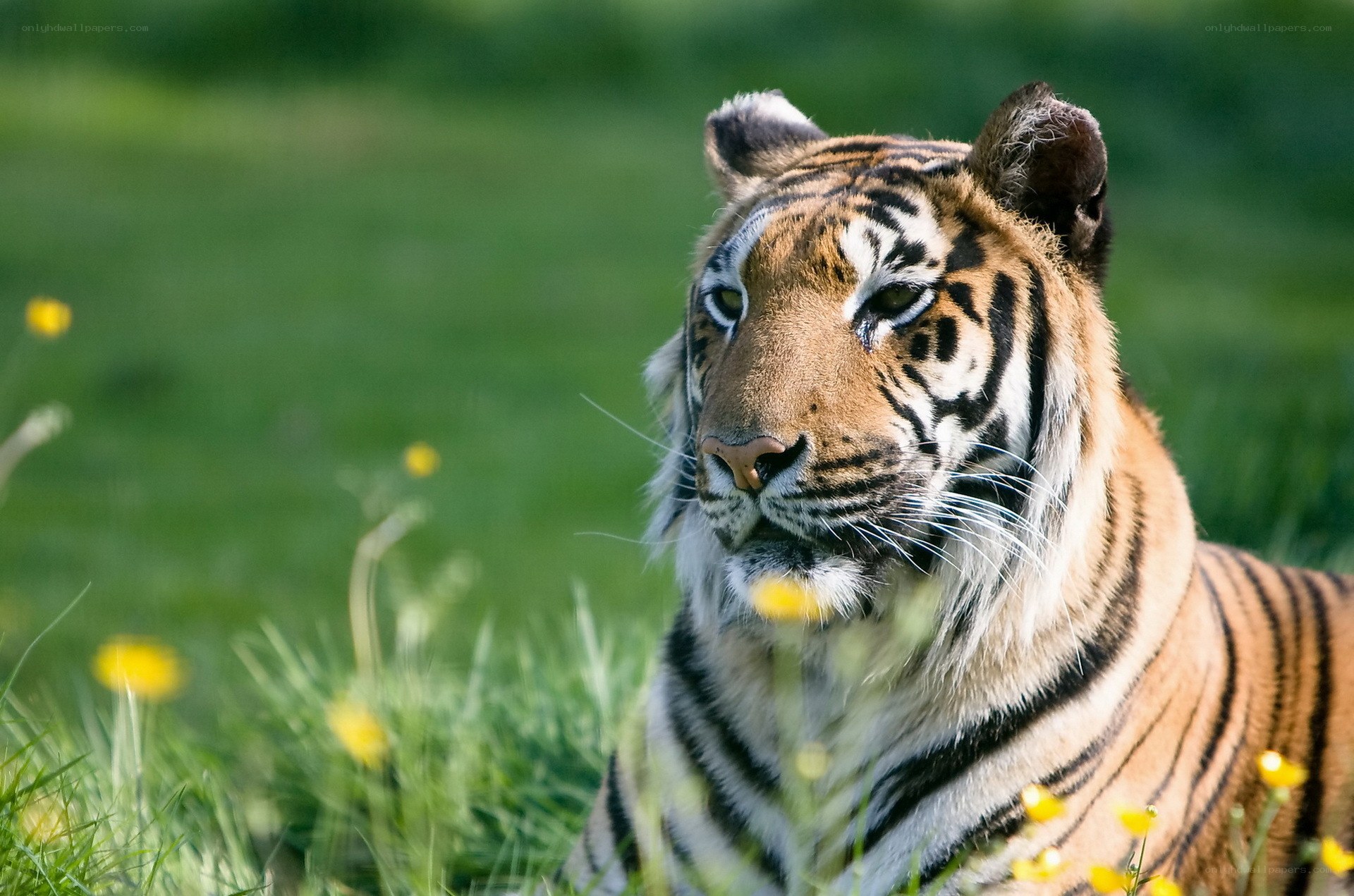 Tiger in a grassy field