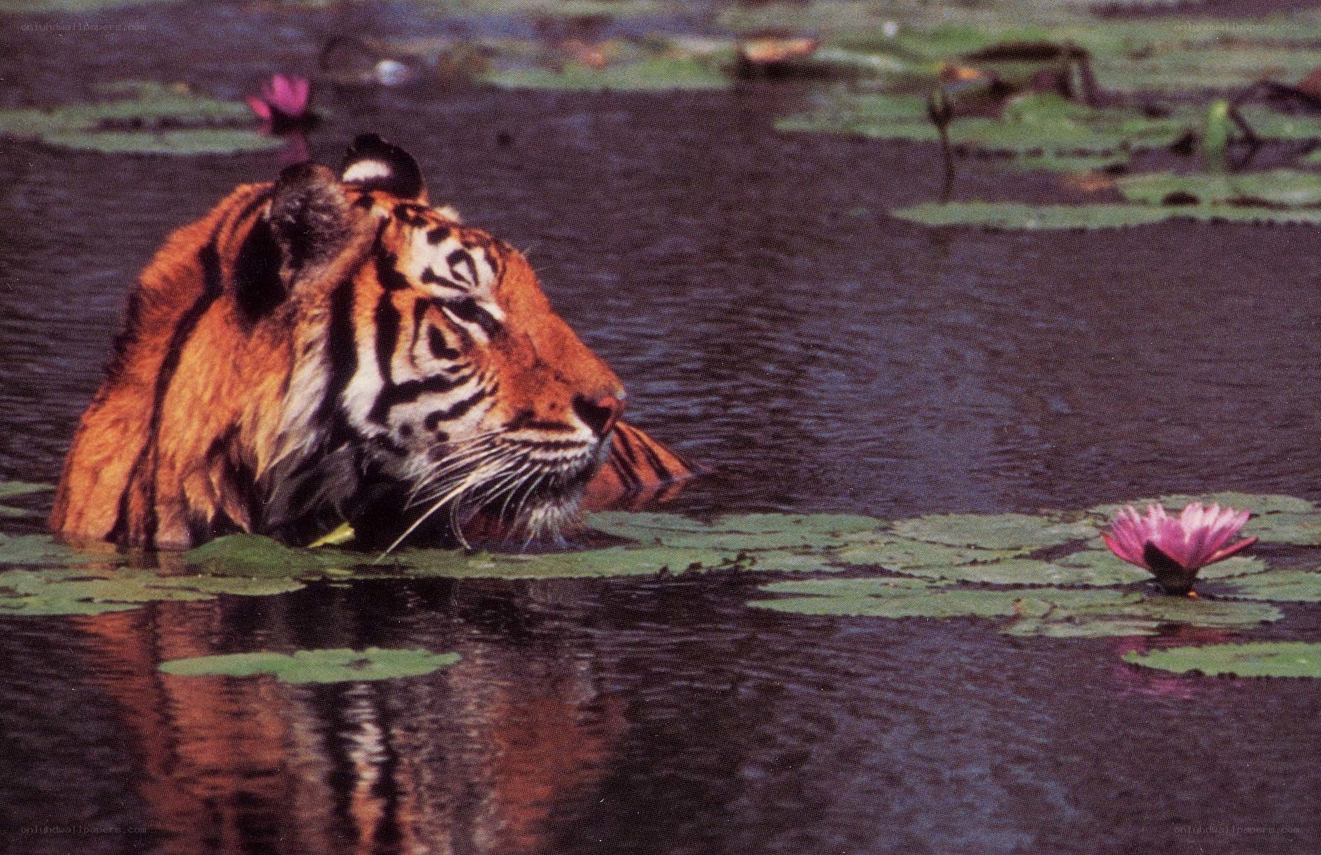 Tiger in a lily pond