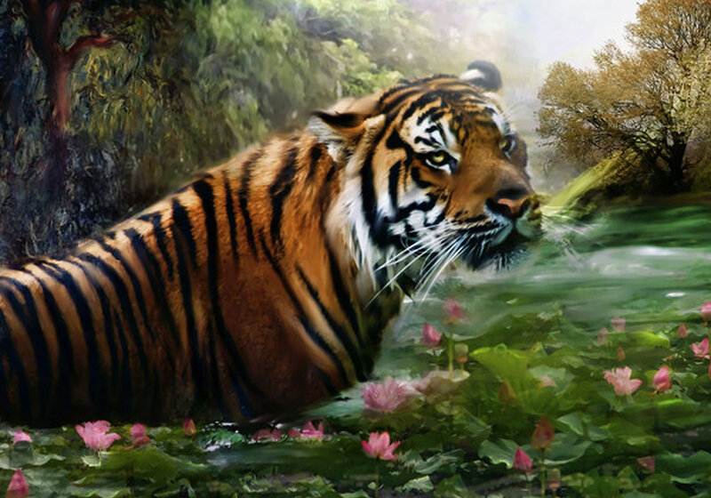 Tiger in a lotus pond