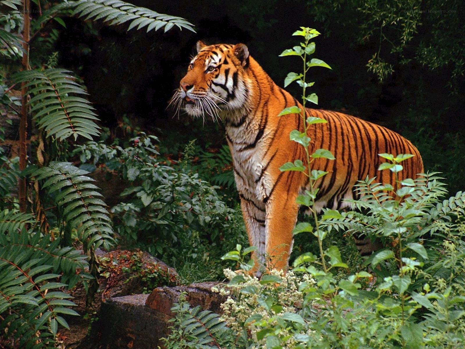 Tiger in a lush forest