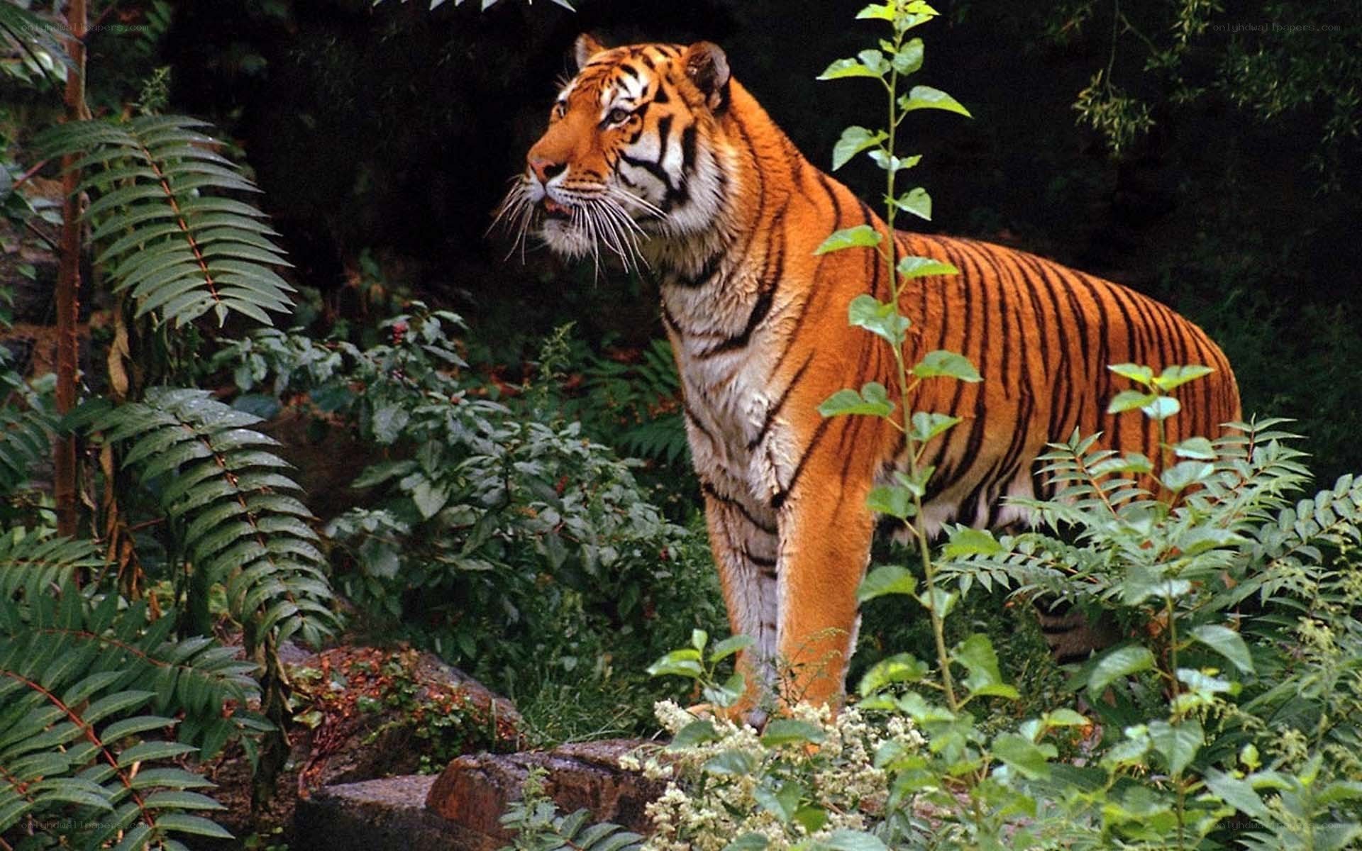 Tiger in a lush forest