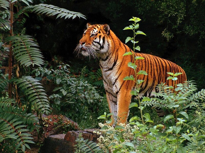 Tiger in a lush forest