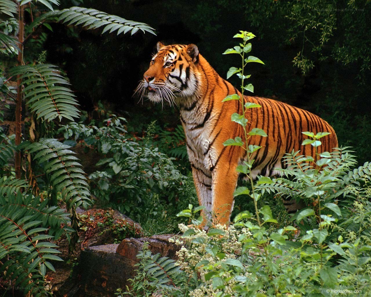 Tiger in a lush forest