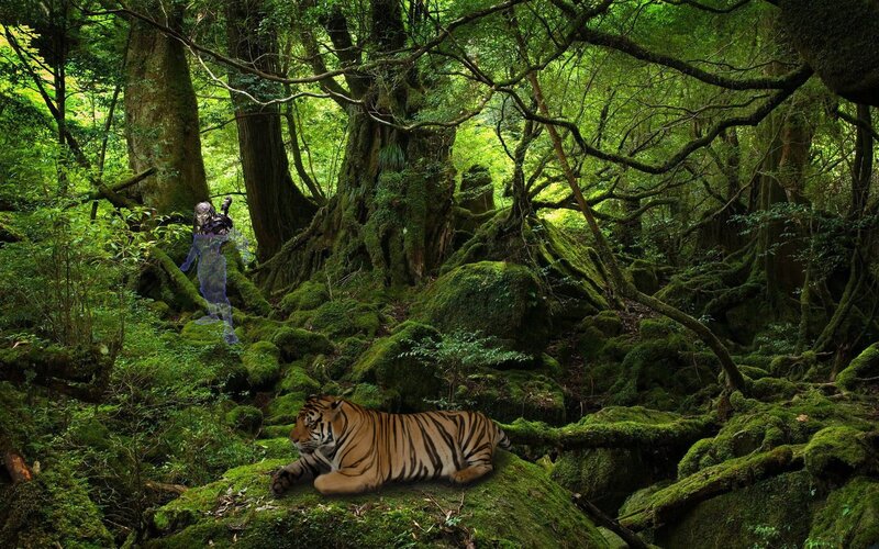 Tiger in a mossy forest