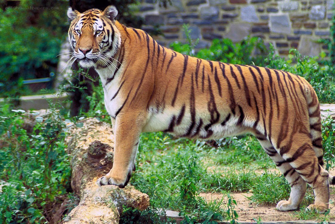 Tiger in a natural enclosure