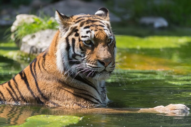 tiger in a pond
