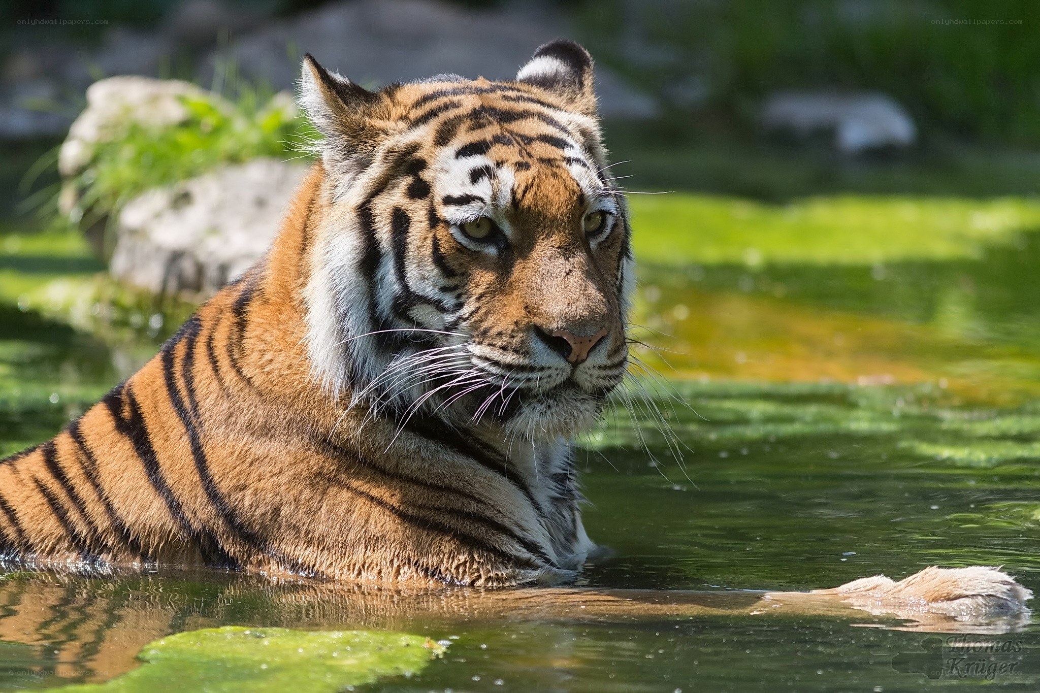 tiger in a pond