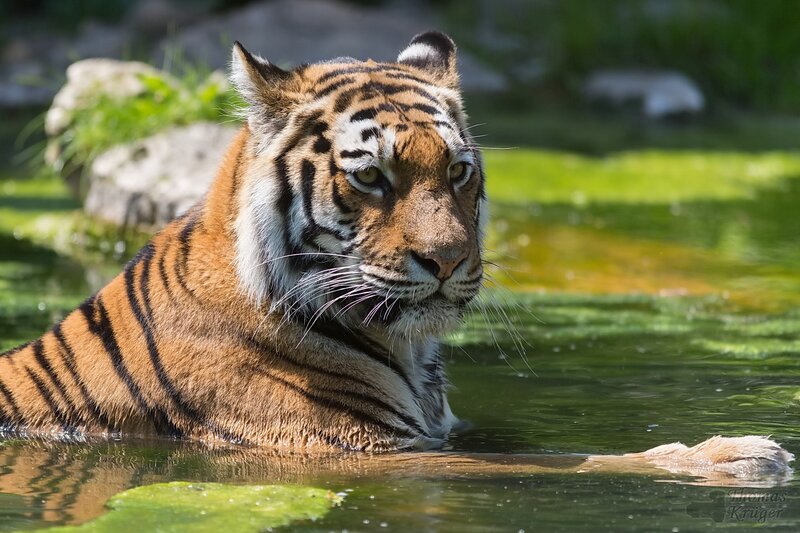 tiger in a pond