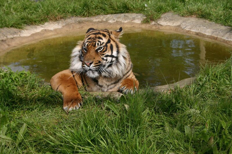Tiger in a Pond — Green
