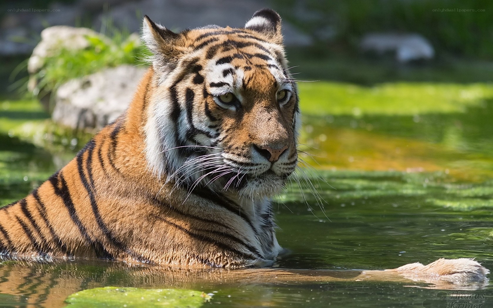 tiger in a pond