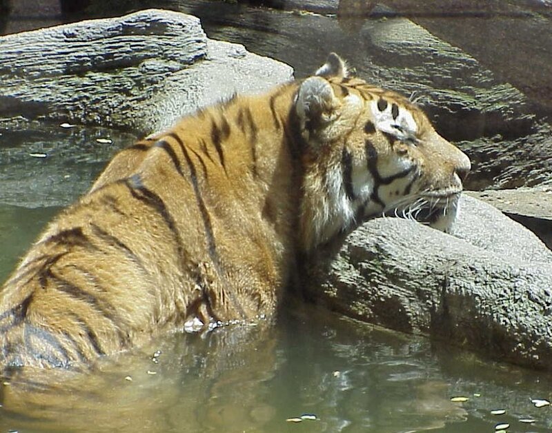 tiger in a pool