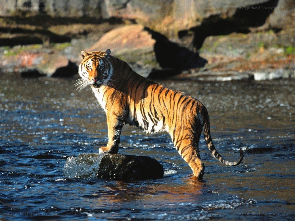 Tiger in a river